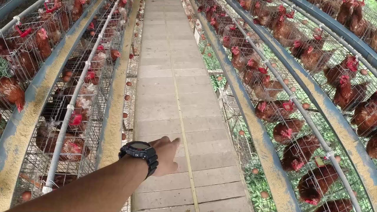 Kandang Ayam Petelur menggunakan Besi Holo kapasitas 1500 ekor