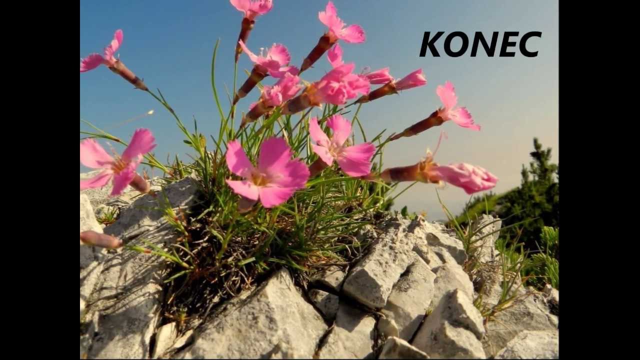 AVSENIK-MIX-KO PRIDE POLETJE 6 OLŠEVA