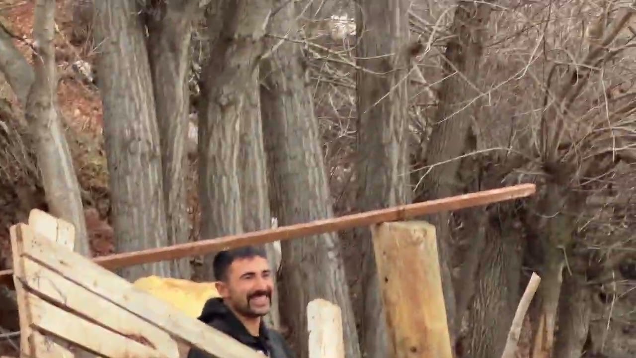 Kayseri’ye BESİ DANALARI KIŞ GÜNÜ HAYVAN YÜKLEME ZORLUKLARI 