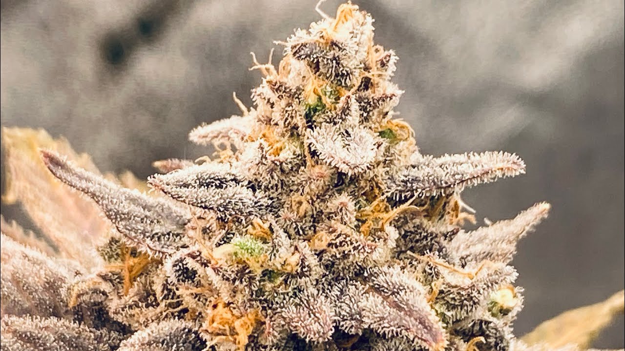 D77F Dos Si Dos 33 by Barney&rsquo;s Farm: Cannabis Harvest! 🥳🫨😶&zwj;🌫️