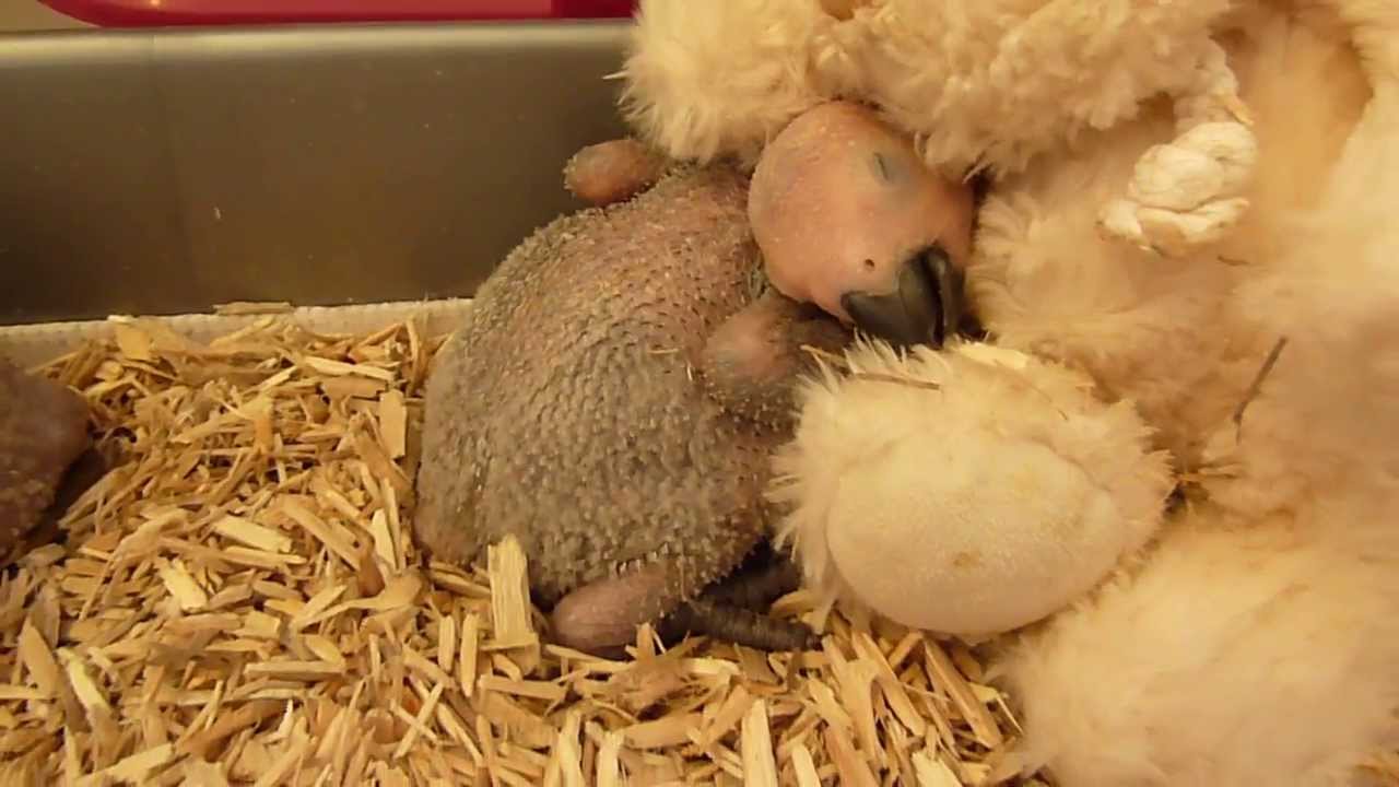Baby African Grey Parrots For Sale