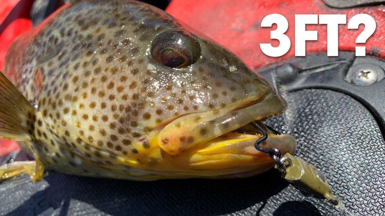 Ловля рыбы во время отлива глубоко в зостере | Пятнистый окунёв | WARBAITS