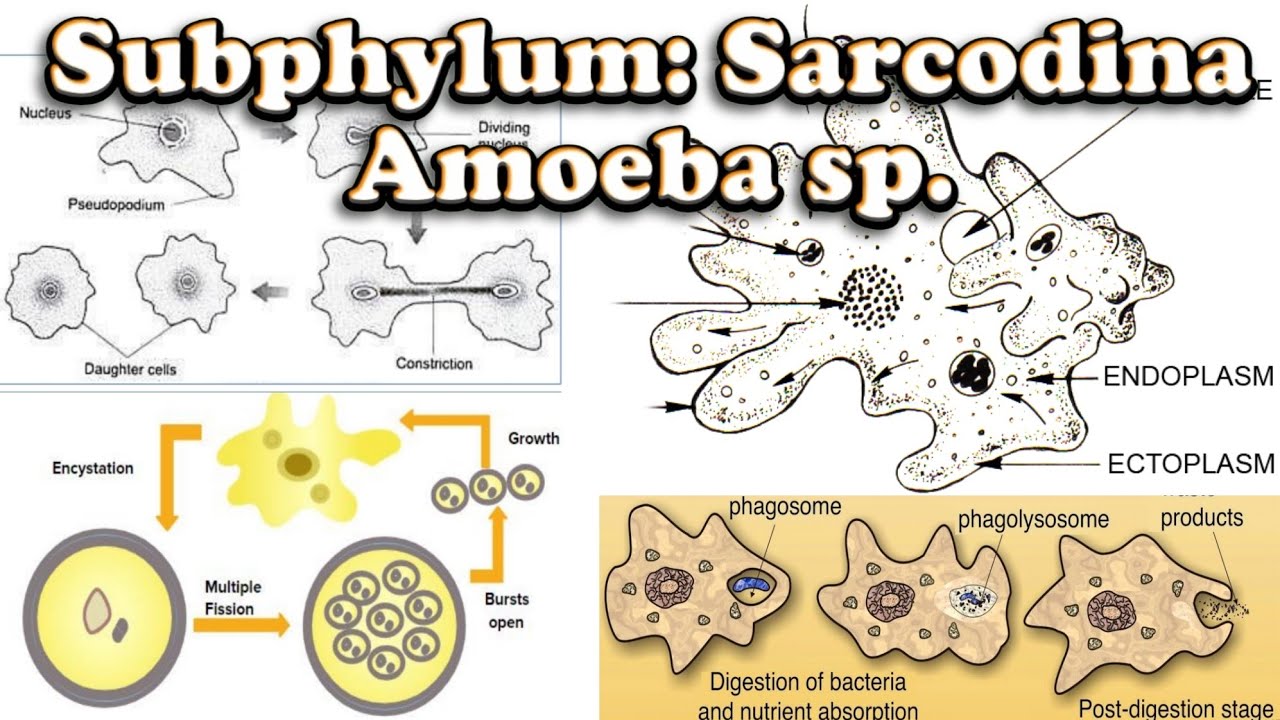 Amoeba sp. - Sarcodina Subphylum • Parasitology | شرح الأميبا