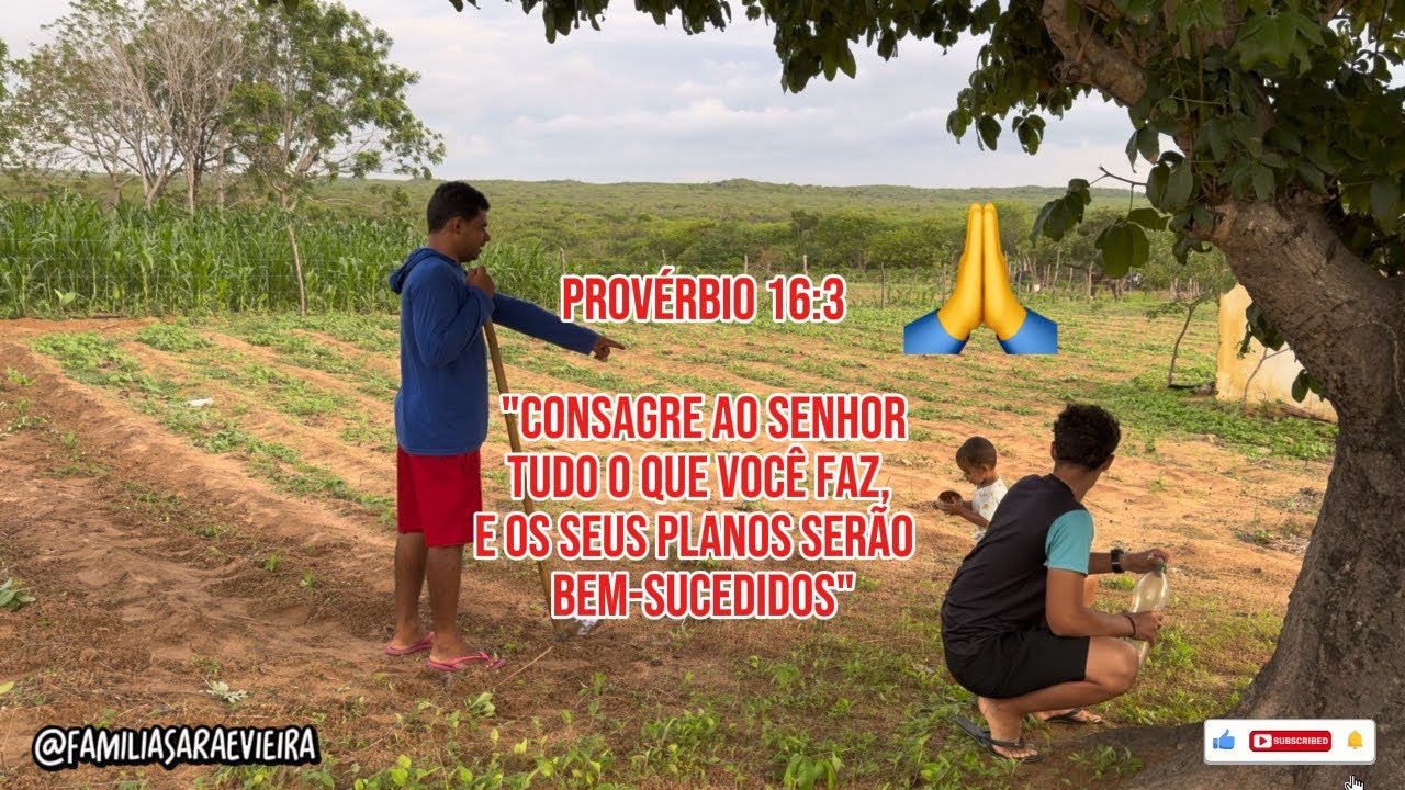 Nossas plantações estão assim