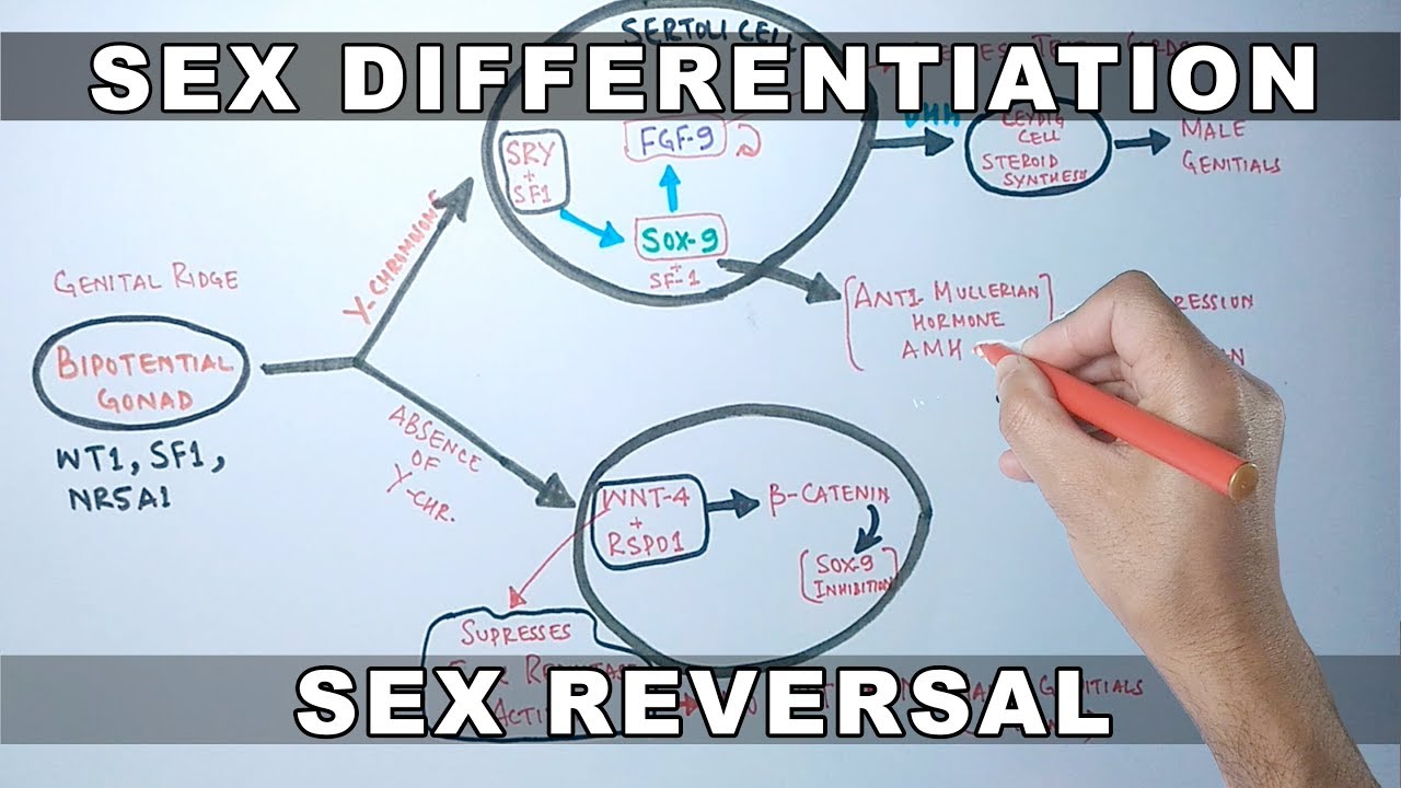 Sex Differentiation | Molecular Mechanism