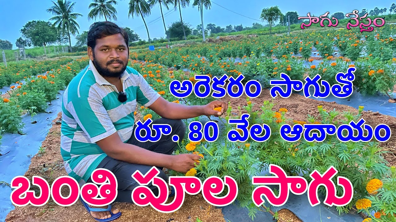 బంతి పూల సాగు | బంతి పూల తోట | Marigold Farming | Marigold Cultivation in Telugu | Sagu Nestham |