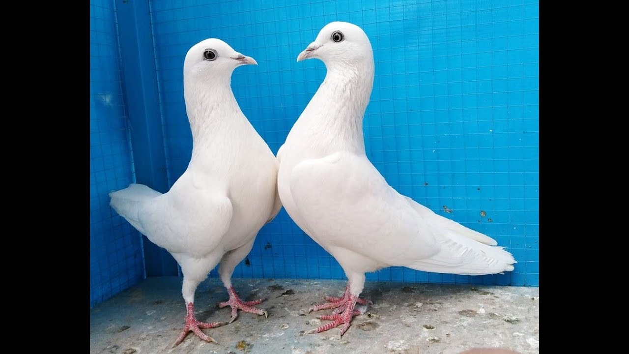 original wehshi breed History, asli wehshi chittay kabootar pakistan