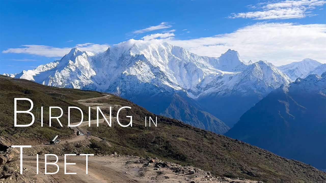 Birding in Tibet: A Himalayan Adventure 2025 | Birds of China | 2/2