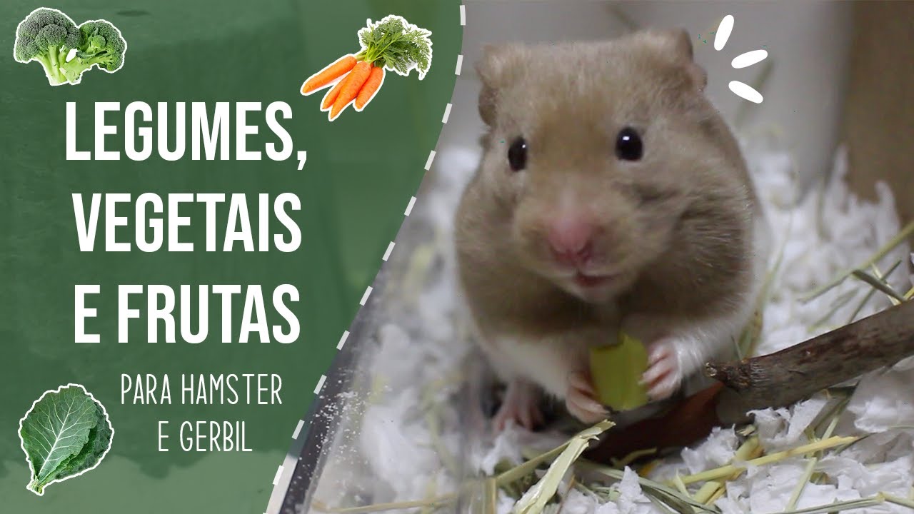Tudo sobre LEGUMES, VEGETAIS E FRUTAS para hamsters e gerbos