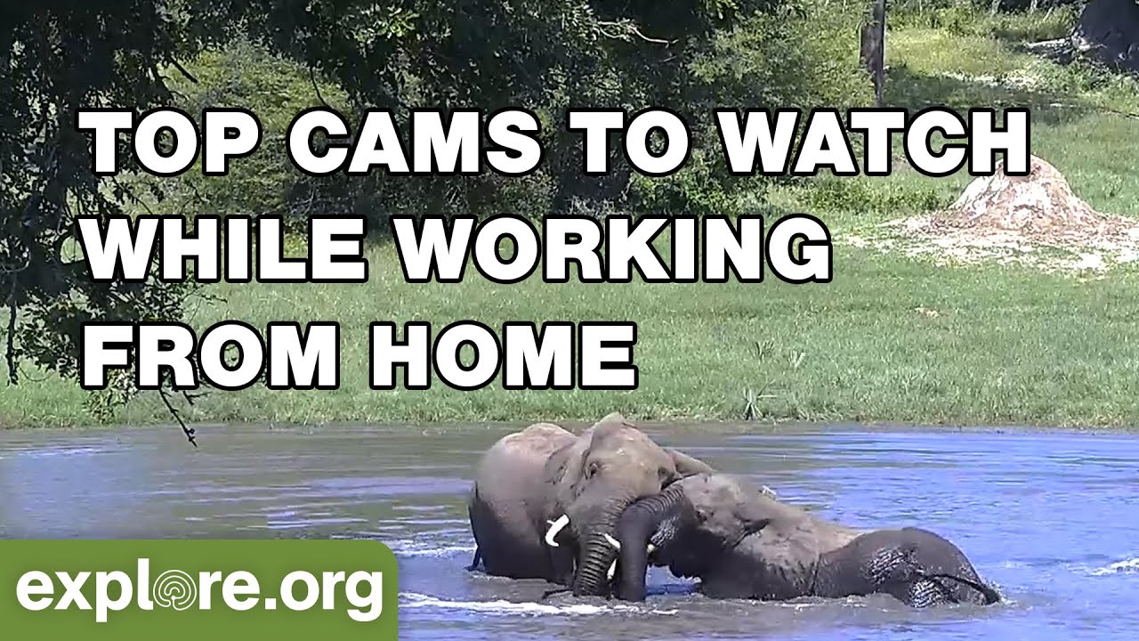 Top Live Cams to Watch While Working From Home