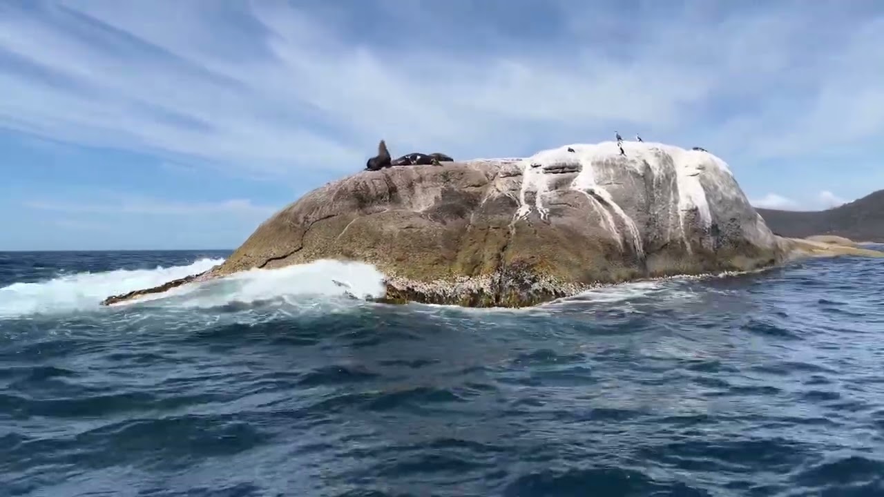 Things to do in Bicheno Tasmania🏖️🦭🌊#scubadiving #visit #visitaustralia #eastcoast#explore#beach#tk 