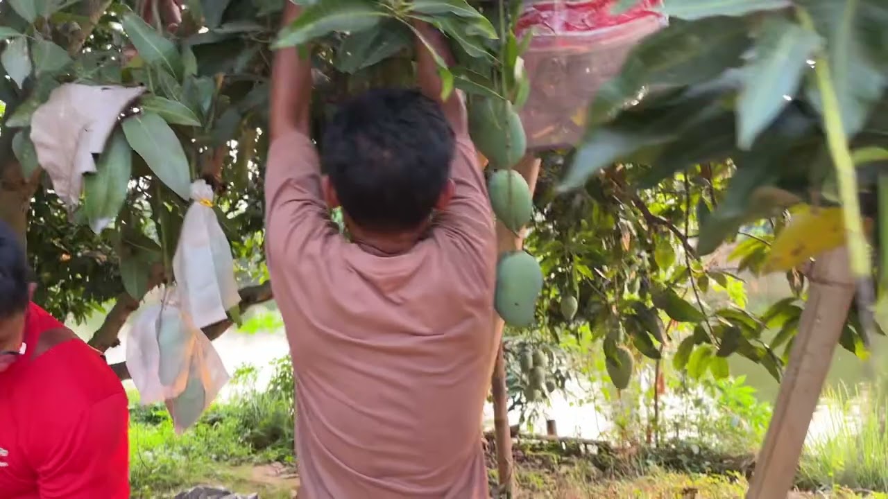 MANGGA HARUM MANIS MATANG POHON