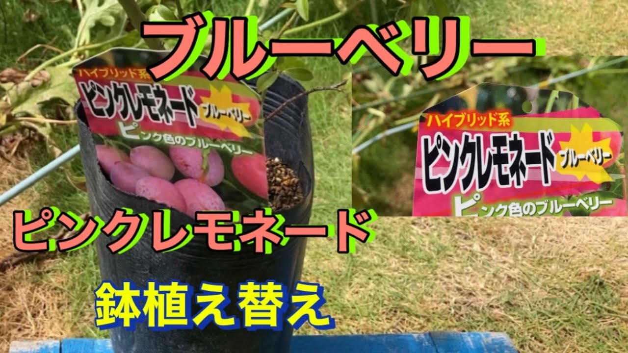 ブルーベリー(ピンクレモネード)植え替え