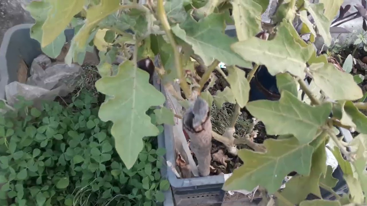 Hare pyaj ki harvesting 🥦🕊😁#laxmigarden #gardening #viral 
