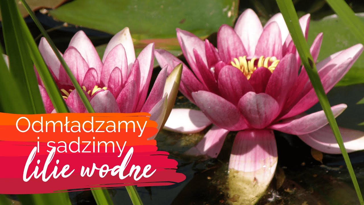 Lilie wodne - sadzenie i odmładzanie