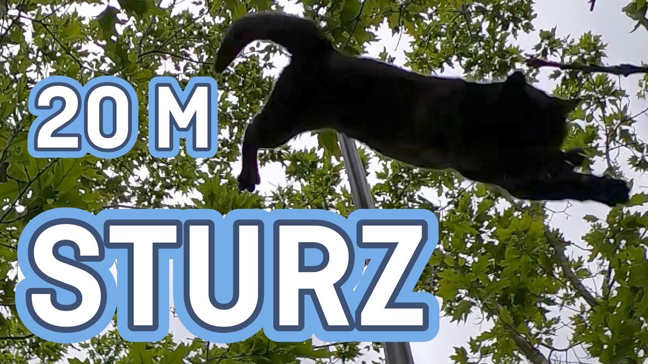 Katze stürzt fast 20 Meter in die Tiefe | Tiernotruf #359