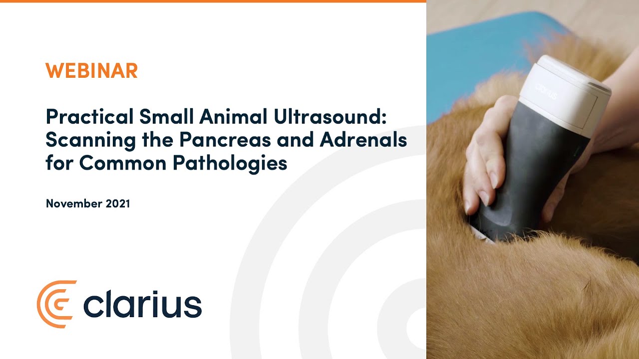 Practical Small Animal Ultrasound: Scanning the Pancreas and Adrenals for Common Pathologies
