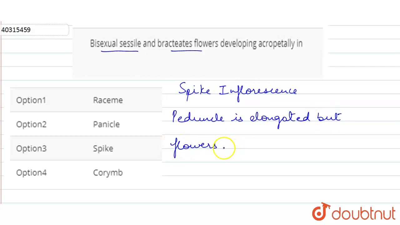 Bisexual sessile and bracteates flowers developing acropetally in