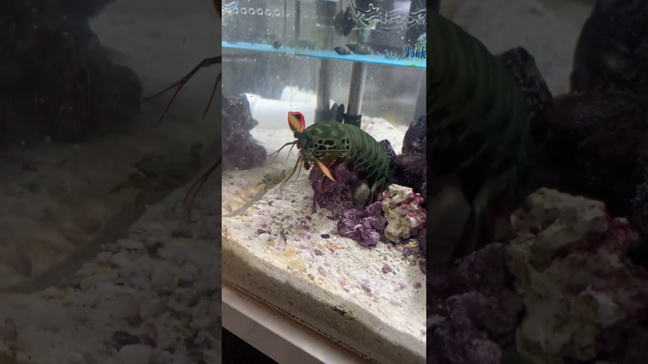 Feeding my Mantis Shrimp