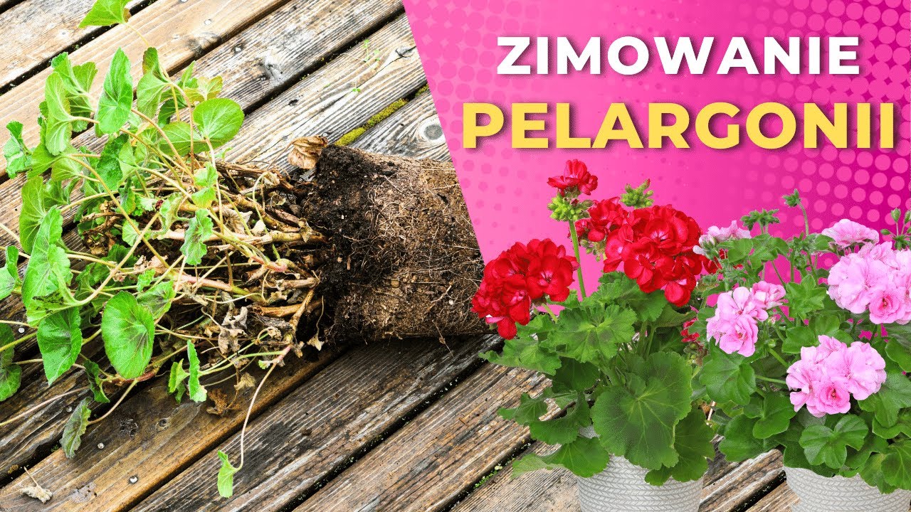 Jak przechowywać pelargonie przez zimę? &ndash;2 sposoby
