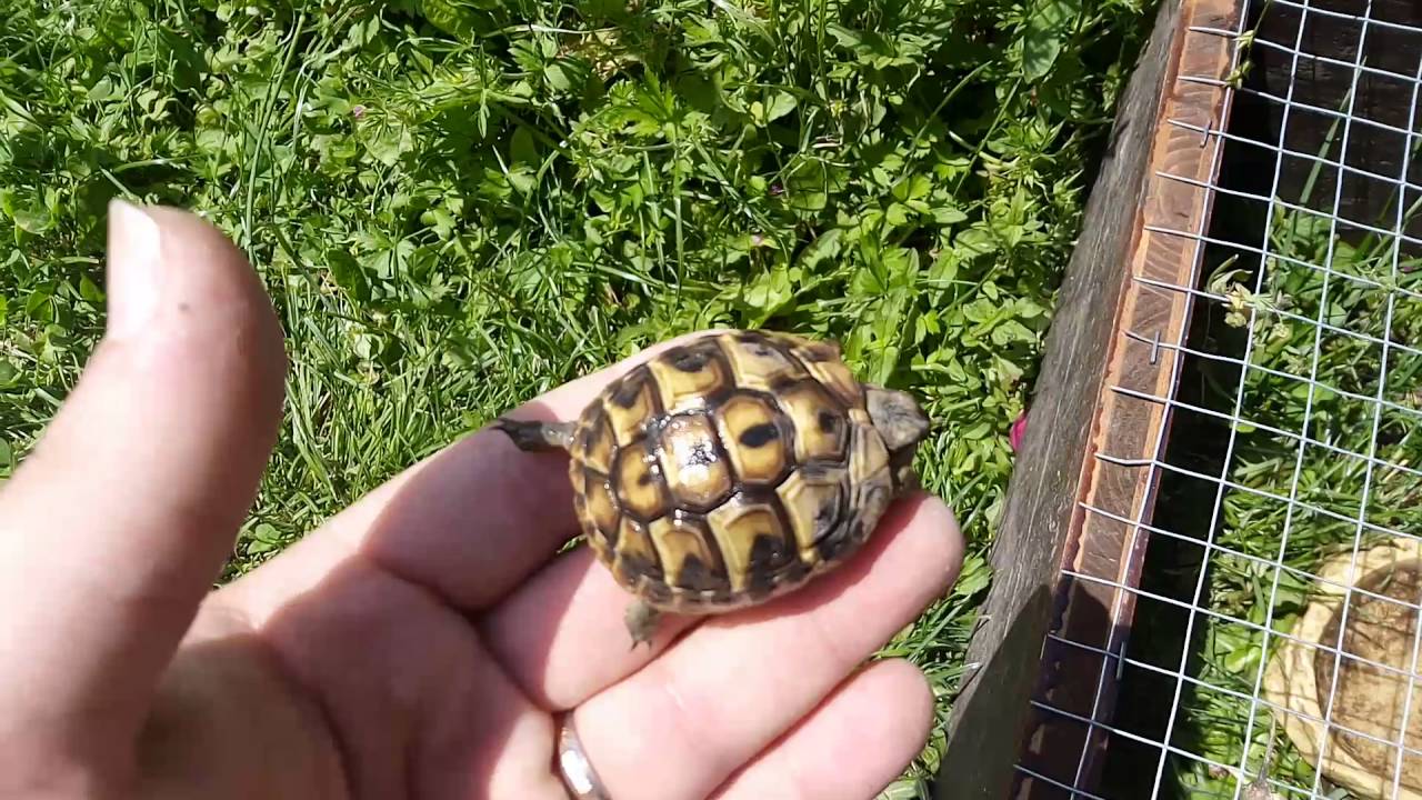Tortue Hermann juvénile en extérieur