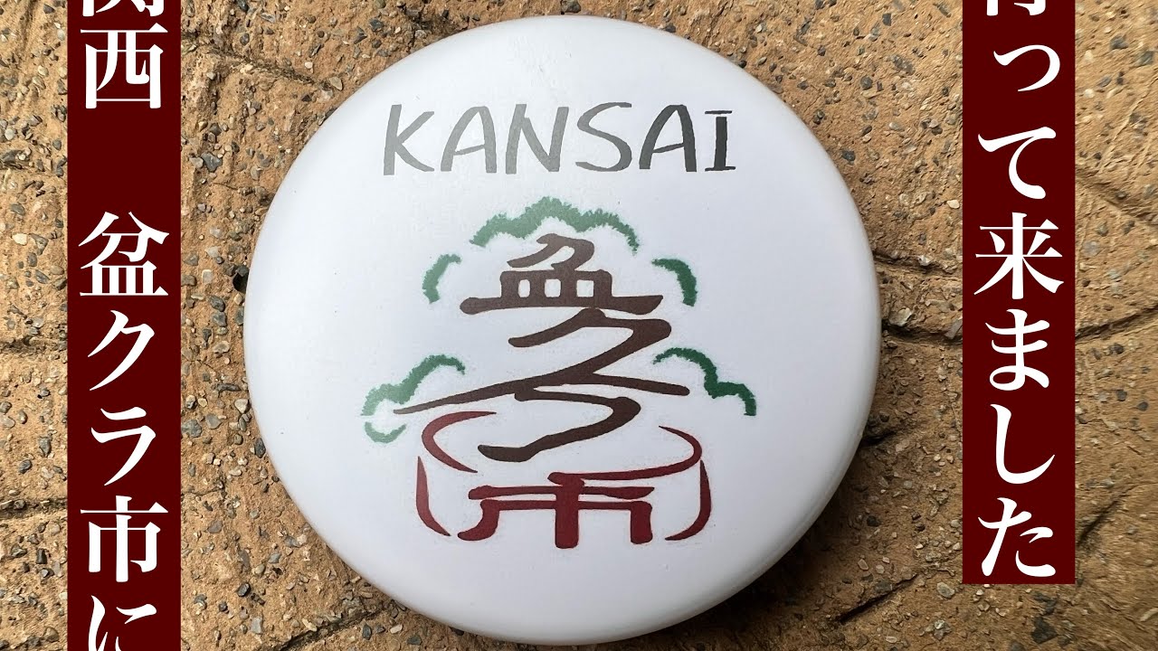 #350  関西　盆クラ市に行って来た！　【ミニ盆栽】　​⁠@まるなかBONSAI