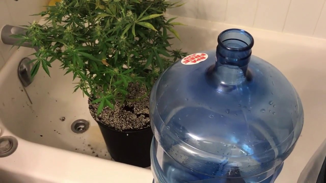 Berry Ryder Autoflower- Lockout Harvest