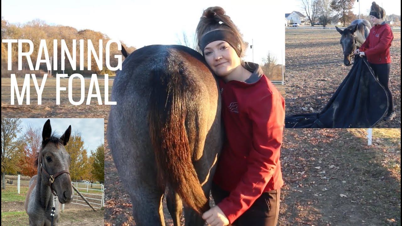 FOAL TRAINING VLOG!