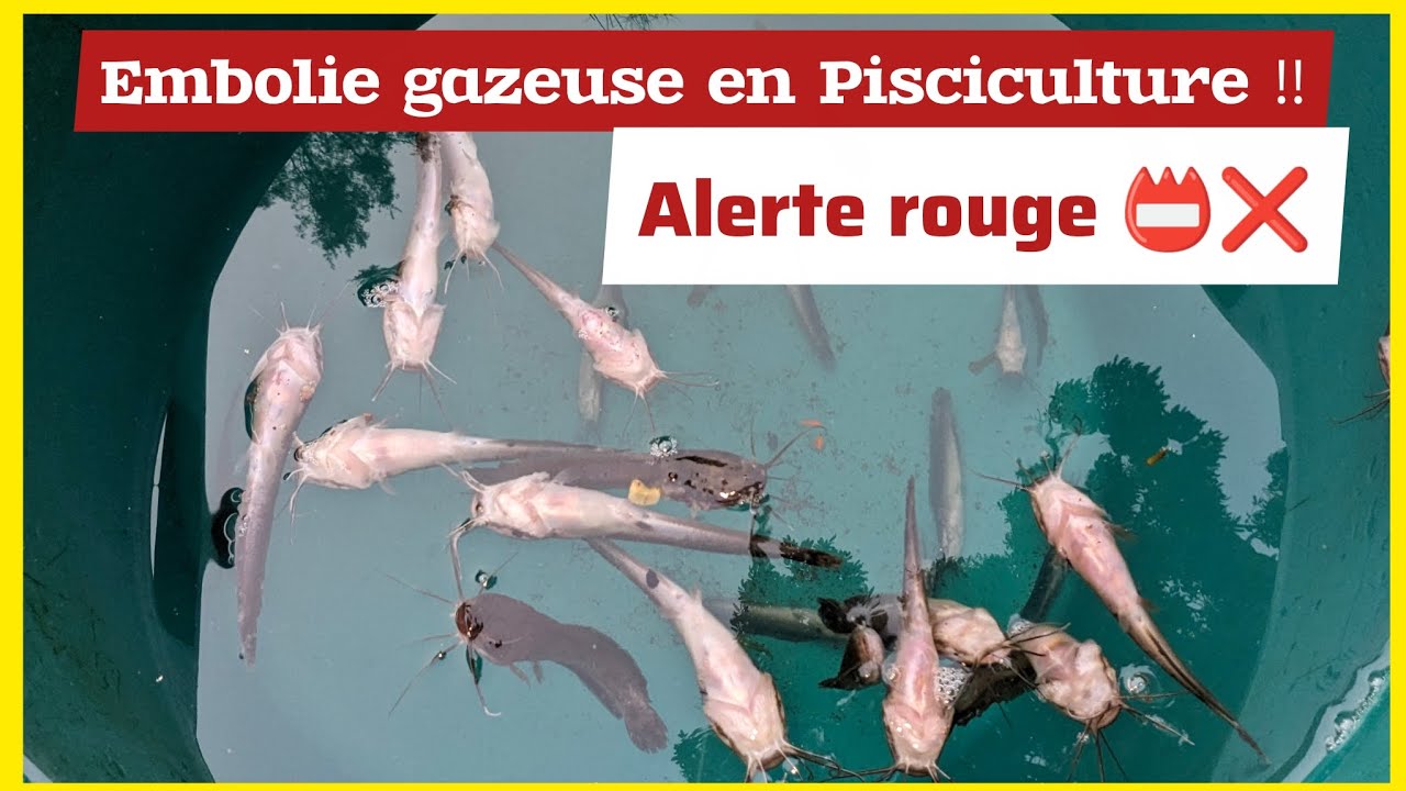 Mortalité massive en Pisciculture | Notre diagnostic révèle l'embolie gazeuse comme cause principale