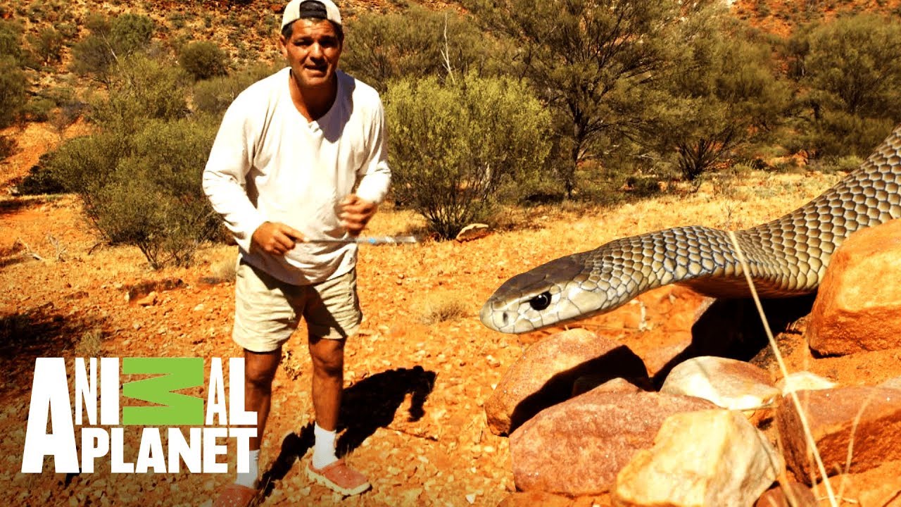 La serpiente m&aacute;s temida de Australia | Wild Frank: Tras la evoluci&oacute;n de las especies | Animal Planet