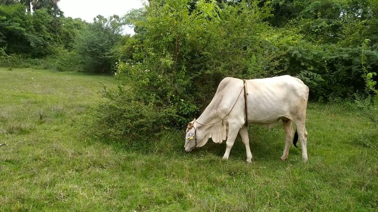 Grazing cow l 