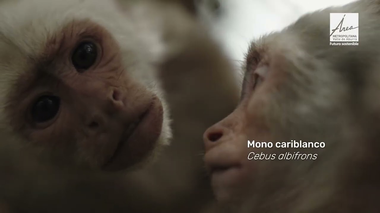 El CAVR de Fauna Silvestre ahora es el más grande de Latinoamérica