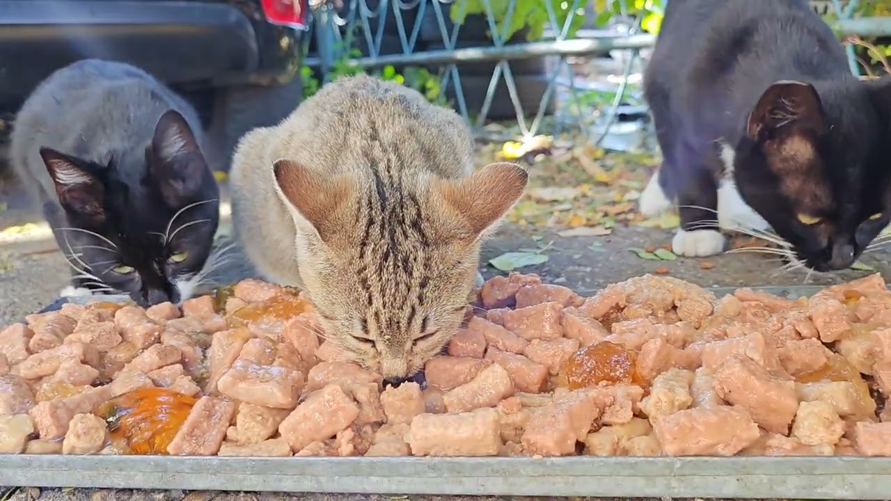 Hungry kittens ! 