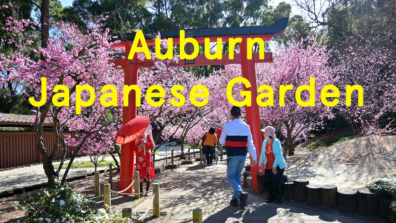 Cherry Blossom, Auburn Japanese Garden, Sydney, New South Wales, Australia