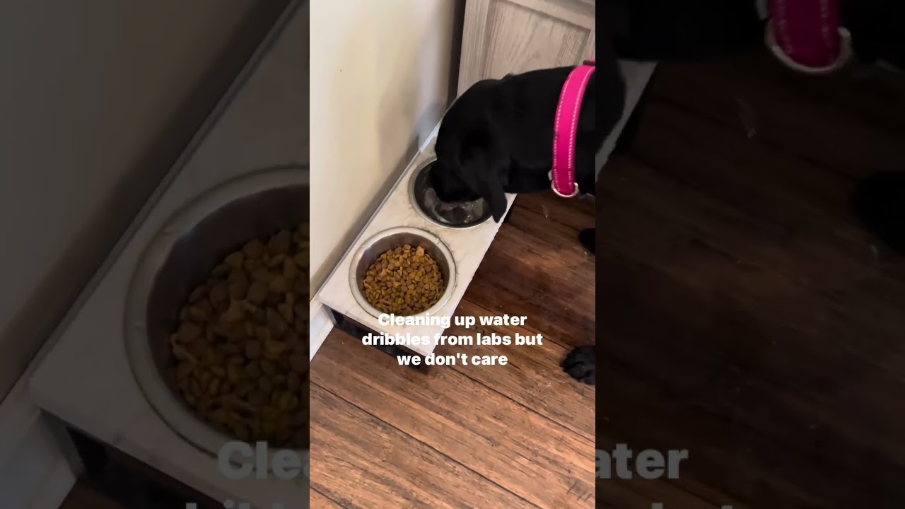 A day in the life of a professional dog walker and pet sitter