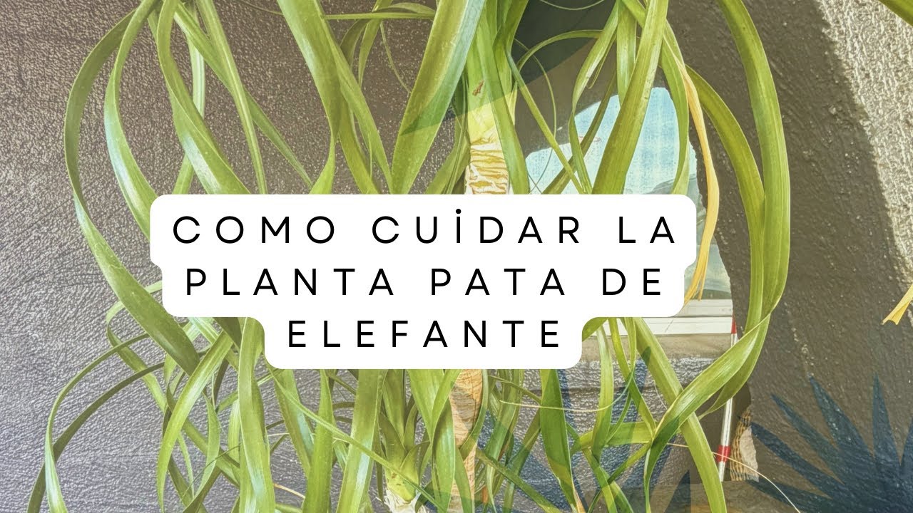 Pata de elefante oh pony tail 