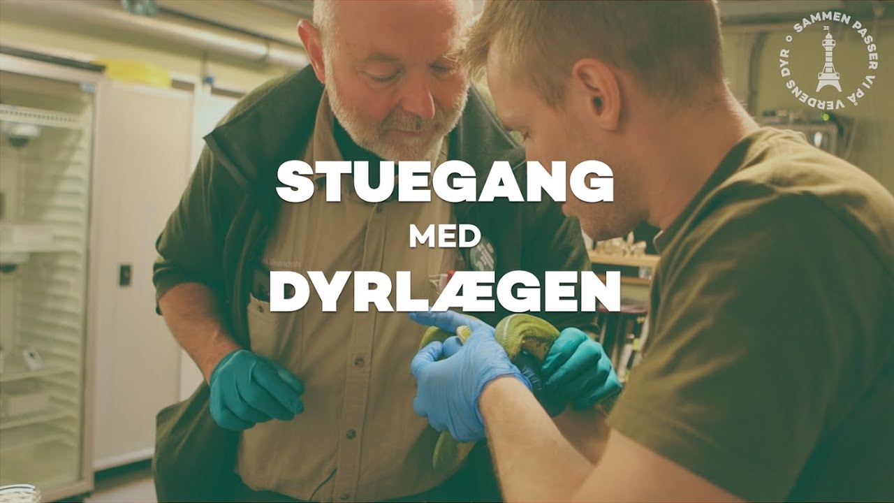 Stuegang med dyrl&aelig;gen - afsnit 1 (s&oslash;l&oslash;ve, tr&aelig;pyton, bavian)
