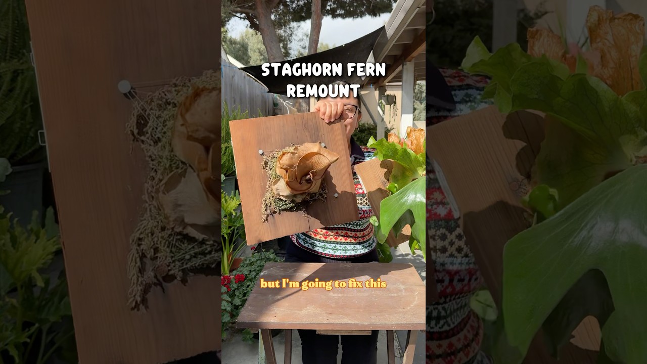 Установка папоротника &laquo;Олений рог&raquo; | Платицериум #платицериум #папоротниколений рог #комнатныерас...