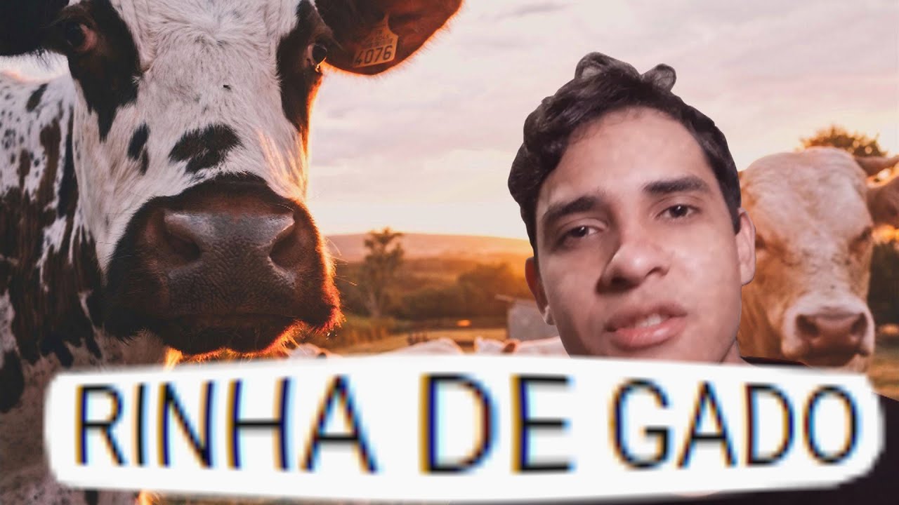 RETROSPECTIVA RINHA DE GADO