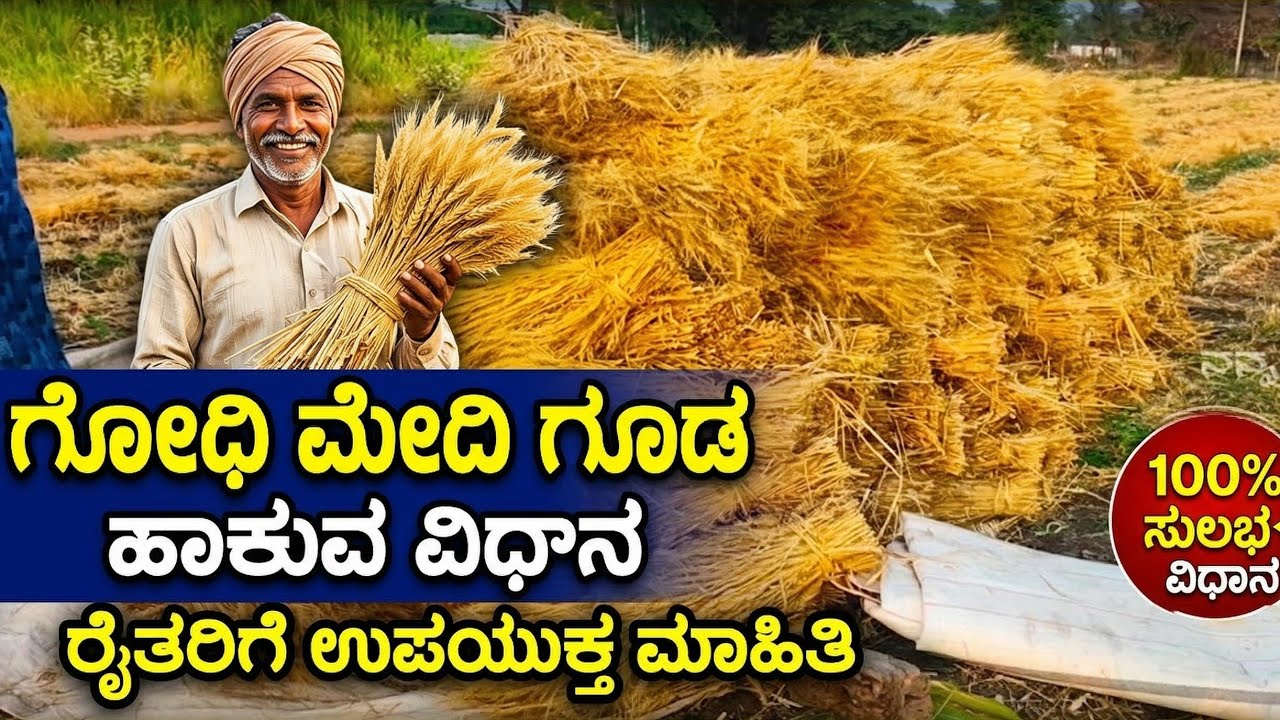 ಗೋಧಿ ಹುಲ್ಲ ಗೂಡ ಹಾಕಿದ್ವಿ #farming #wheat #agriculture #