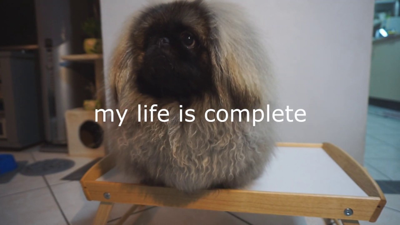 Dog Reviewing Food - Lets Eat w/ Biscuit The Pekingese