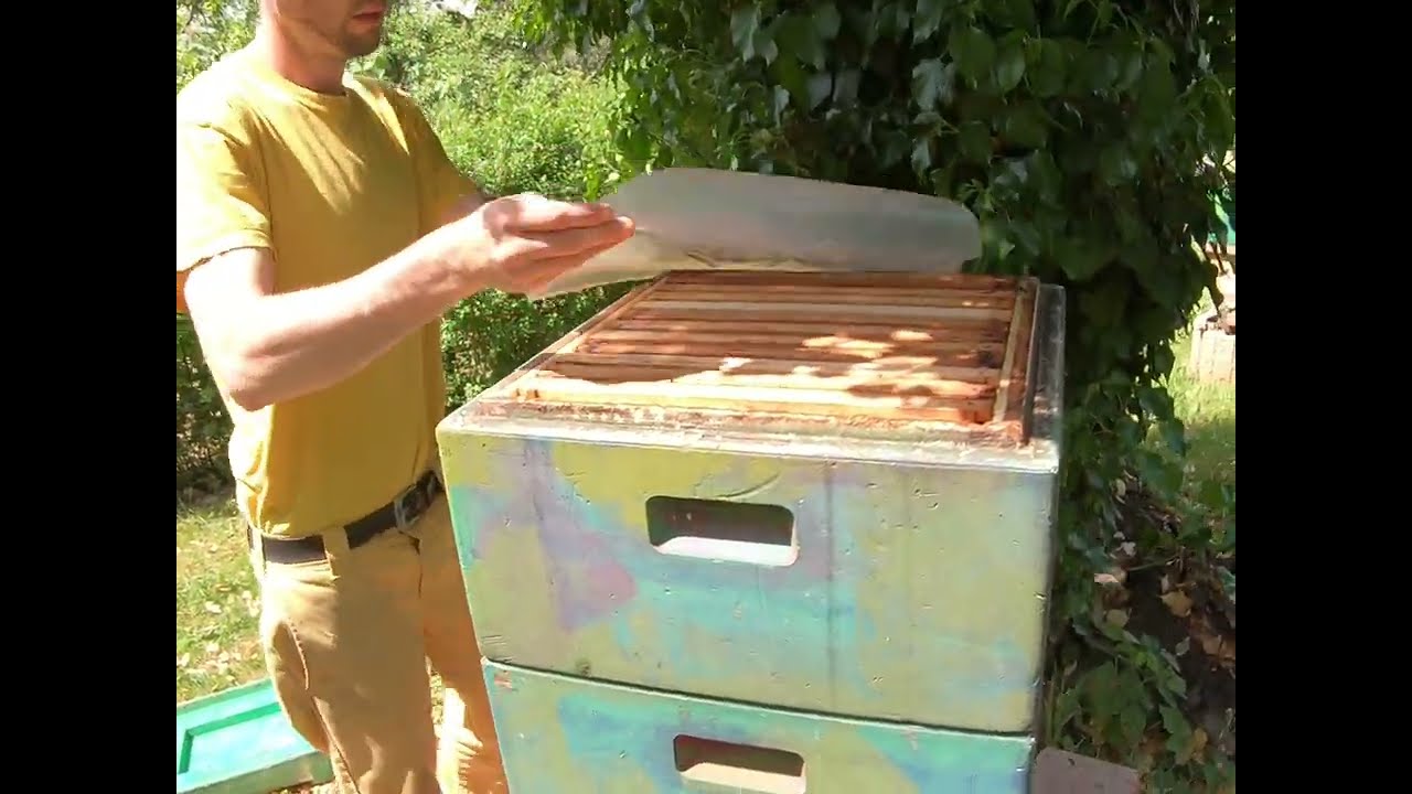 Bienenvolk bergen Juni 2022 - Schwarm baut Waben unter dem Home-Hive