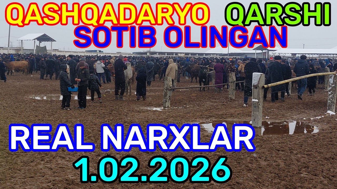 1.02.2026 SOTIB OLINGAN REAL NARXLAR QARSHI KARVON MOL BOZORIDA 