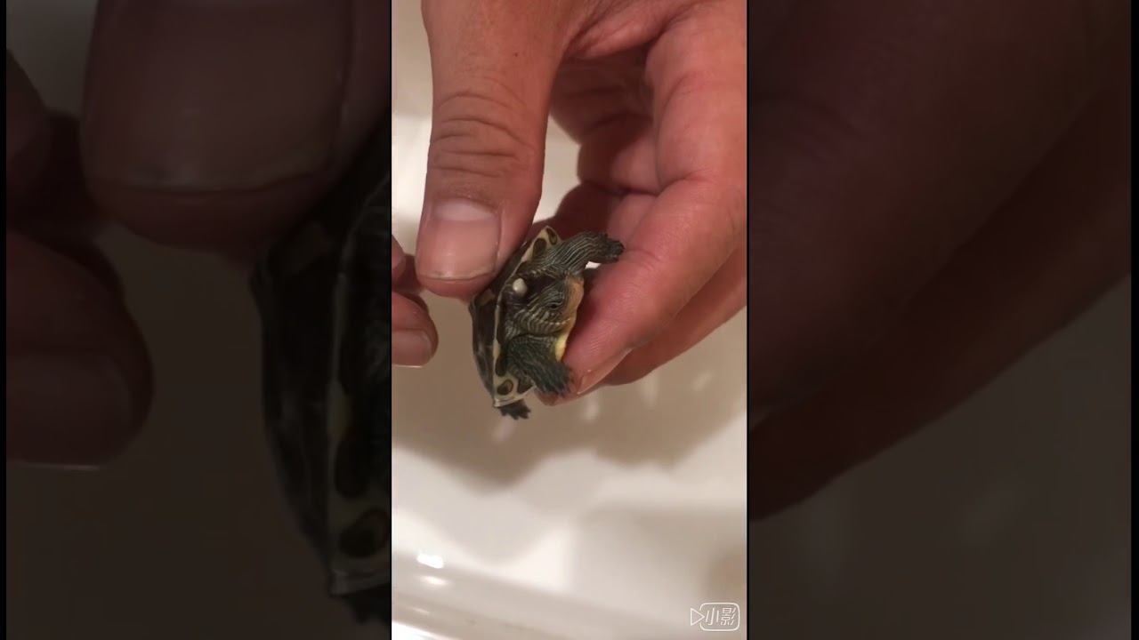 龜痘處理