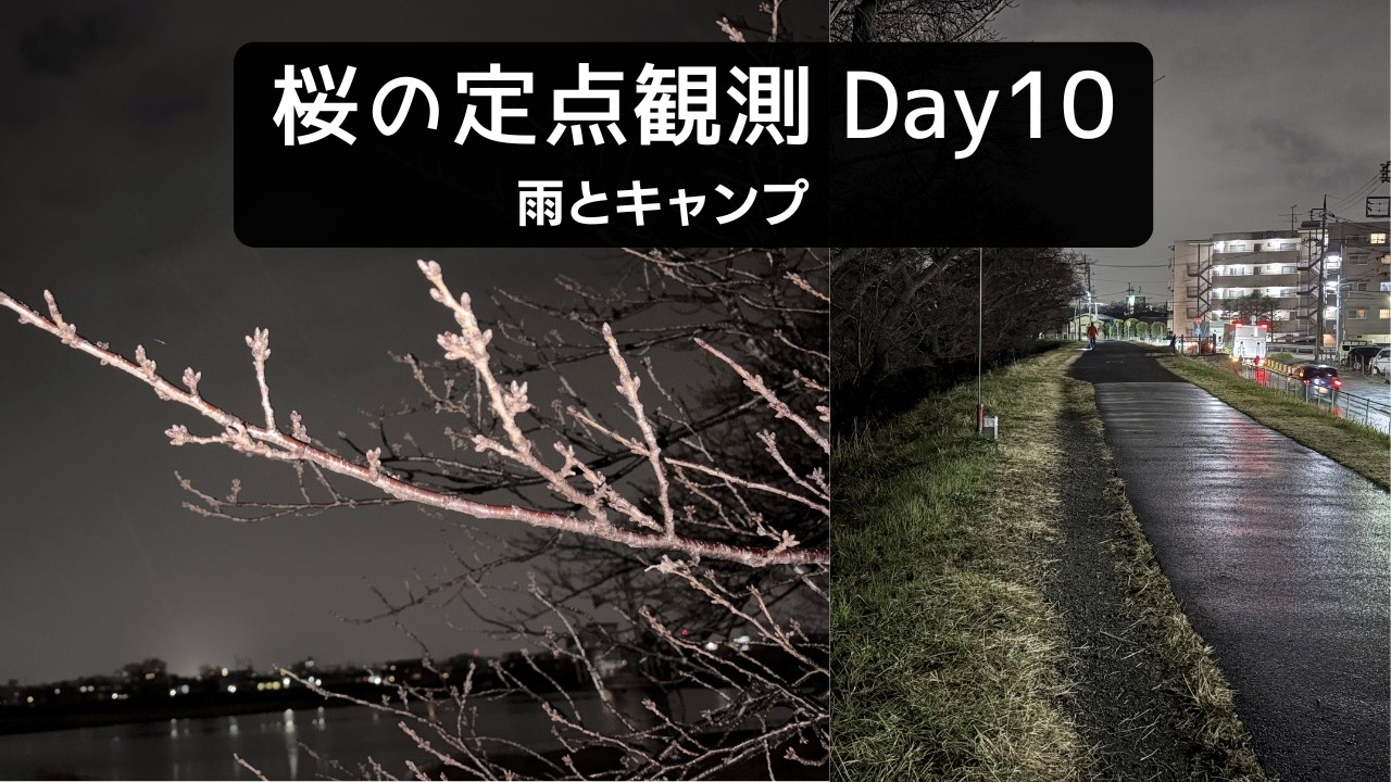 【桜Vlog】Day10：雨とキャンプ｜Waiting for Spring in Japan｜Walk POV