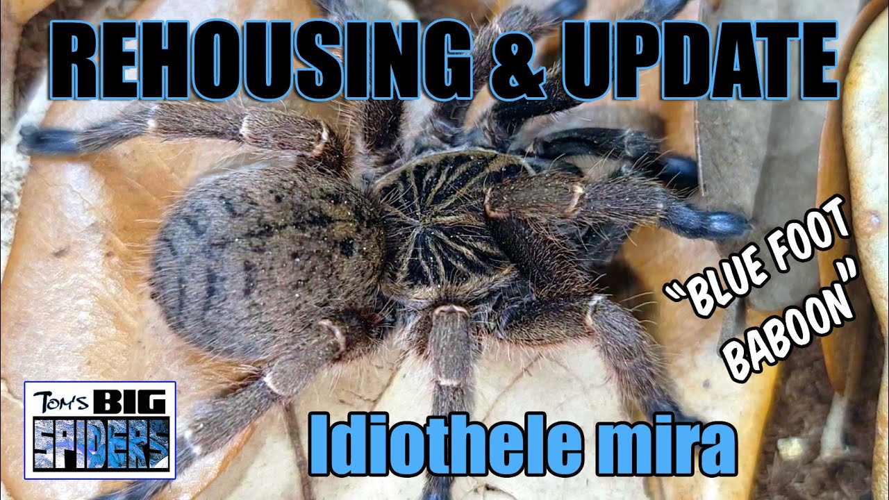 Idiothele mira 