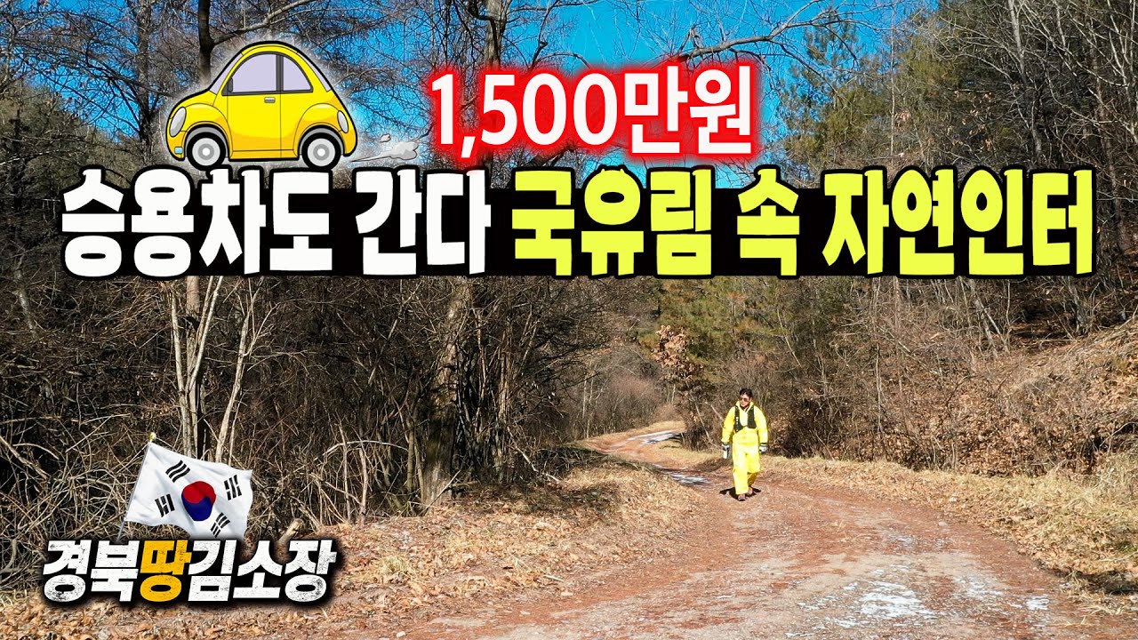 ★경북땅김소장★[매번978번] 승용차도 간다/ 국유림 속 자연인땅