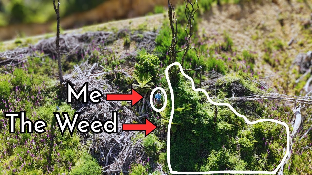 Fighting NZ's worst weed?