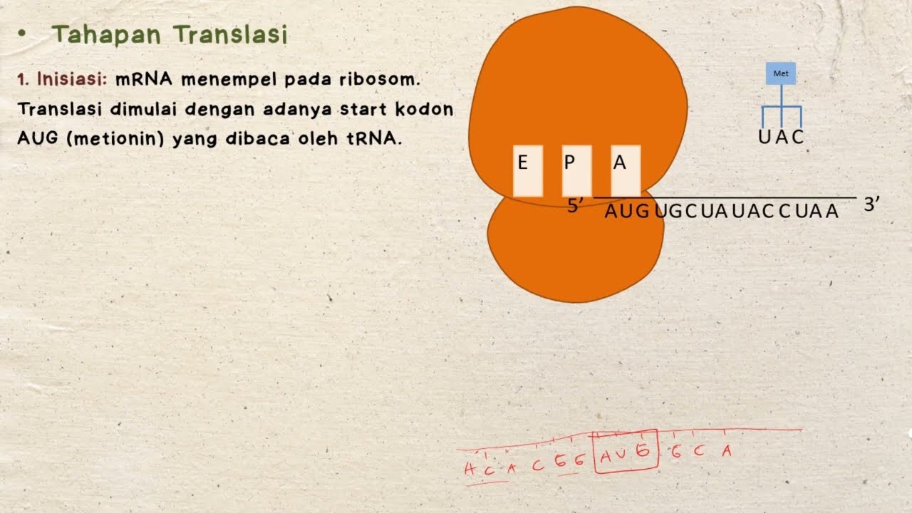 Materi genetik (Bagian 2)