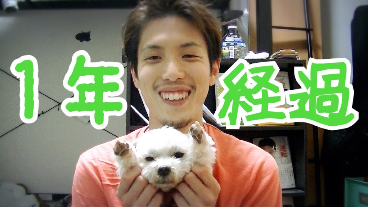 末期の腎不全（余命２週間）と診断されてから１年が経ちました！！！【セラくんの闘病記録】